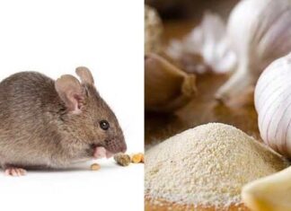 The Ultimate Guide to Getting Rid of Mice Without Resorting to Chemicals