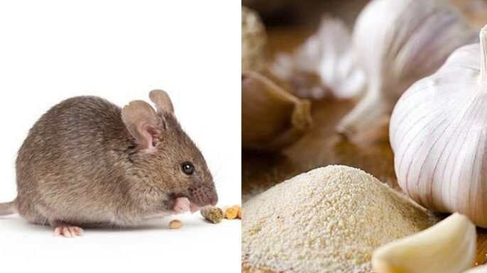 The Ultimate Guide to Getting Rid of Mice Without Resorting to Chemicals