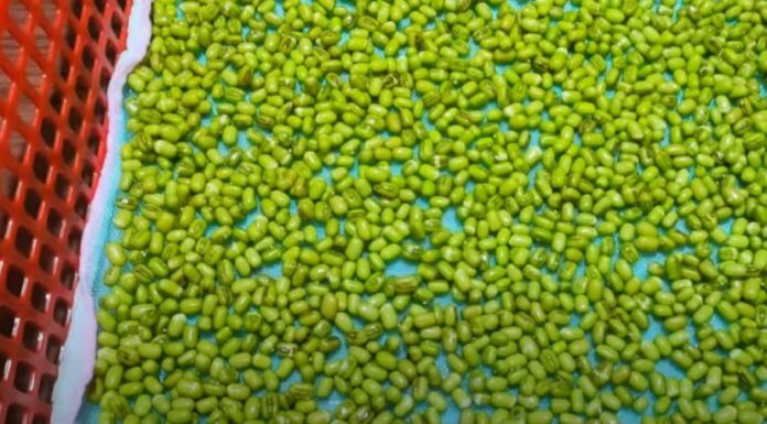 “The Secret to Perfectly Plump, White Sprouts: A Simple 4-Step Guide”