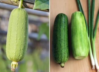The Secret to Stir-frying and Cooking Loofah Without Discoloration
