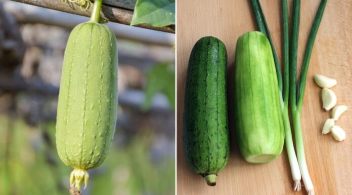 The Secret to Stir-frying and Cooking Loofah Without Discoloration