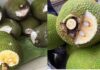 The Secret Behind the White-Topped Jackfruits: Unveiling the Truth