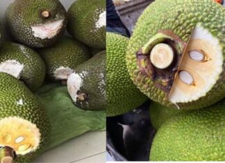 The Secret Behind the White-Topped Jackfruits: Unveiling the Truth