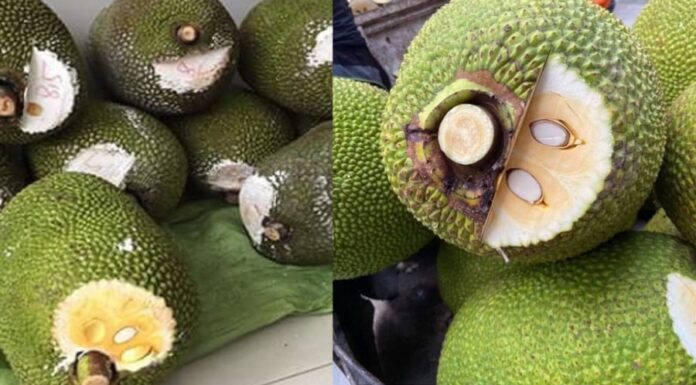 The Secret Behind the White-Topped Jackfruits: Unveiling the Truth