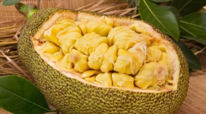 “The Ultimate Guide to Selecting and Ripening the Perfect Jackfruit”