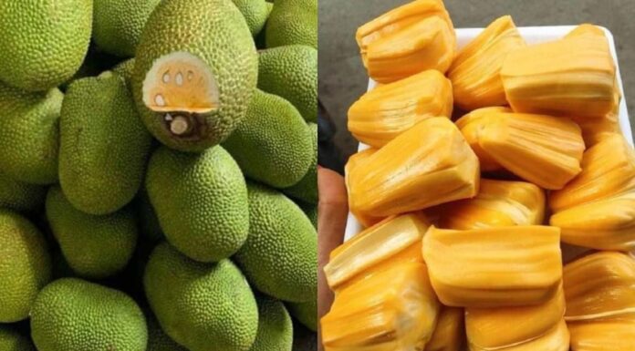 The Ancient Wisdom of “Eating Ripe Jackfruit”: Is It Still Relevant Today?