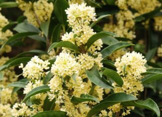 Is the Agarwood Tree Planted in Front of the House Good for Family Feng Shui?