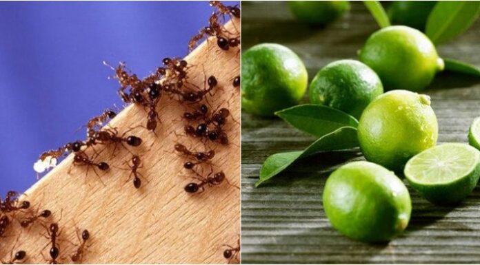 “Pests Be Gone: My Home is Now Insect-Free”