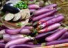 The Secret to Selecting the Perfect Eggplant: A Whiter Shade of Purple