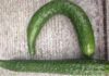 “The Great Cucumber Conundrum: Straight or Curved, Which is the Safer Pick?”