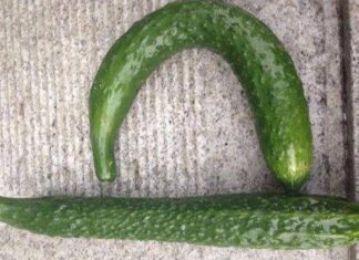 “The Great Cucumber Conundrum: Straight or Curved, Which is the Safer Pick?”