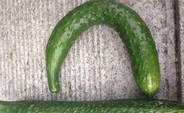 “The Great Cucumber Conundrum: Straight or Curved, Which is the Safer Pick?”