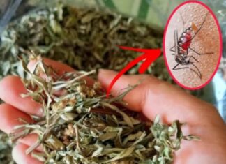 The Summer’s Secret: Hanging Mugwort Above Your Bed