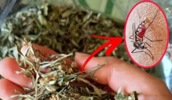 The Summer’s Secret: Hanging Mugwort Above Your Bed