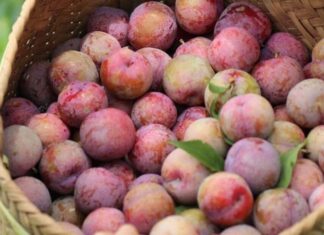 The Ultimate Guide to Buying Early-Season Apricots: 5 Tips for Picking the Sweetest, Most Delicious Fruit