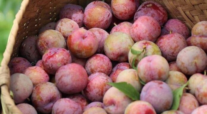 The Ultimate Guide to Buying Early-Season Apricots: 5 Tips for Picking the Sweetest, Most Delicious Fruit