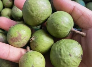 What’s the Best Green Mango to Buy? A Smart Shopper’s Guide to the Ultimate Treat.