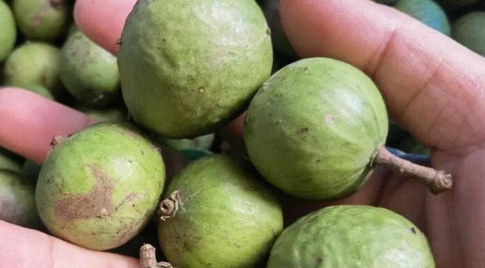 What’s the Best Green Mango to Buy? A Smart Shopper’s Guide to the Ultimate Treat.