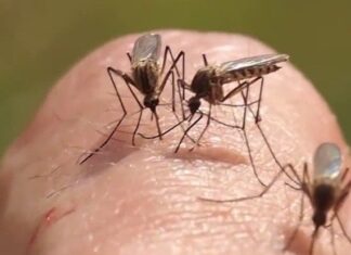 Why Do Mosquitoes Buzz Around Your Ears in the Dark but Disappear When the Lights Come On?