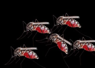 “The Skin-Deep Secret: Unveiling the Link Between Body Odor and Mosquitoes. Strategies to Stay Bite-Free.”