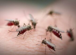 The Ultimate Mosquito Repellent: A Bowl of Water to Banish Bites
