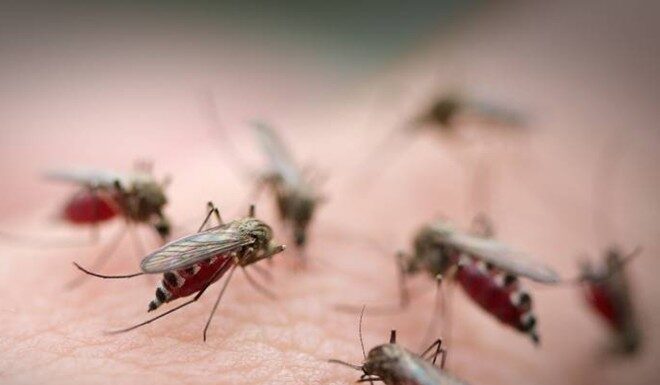 The Ultimate Mosquito Repellent: A Bowl of Water to Banish Bites