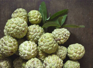 The Art of Picking Ripe Persimmons