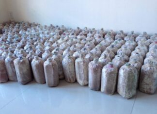 The Easiest Way to Grow and Care for Lion’s Mane Mushrooms at Home