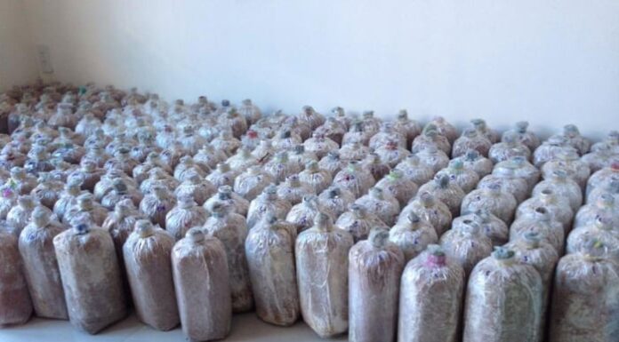 The Easiest Way to Grow and Care for Lion’s Mane Mushrooms at Home