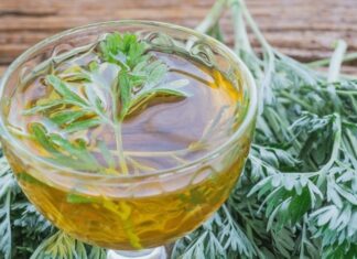 Unlocking Nature’s Secrets: Artemisia’s Power to Fight Covid-19