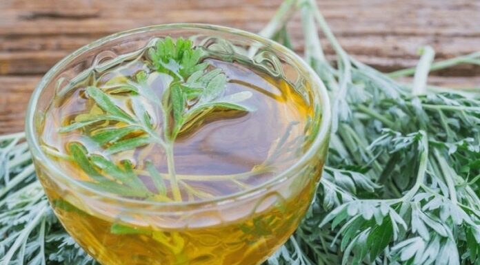 Unlocking Nature’s Secrets: Artemisia’s Power to Fight Covid-19