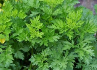 The Ultimate Guide to 5 Natural Pain Relievers Hiding in Your Kitchen and Garden: Say Goodbye to Back Pain!