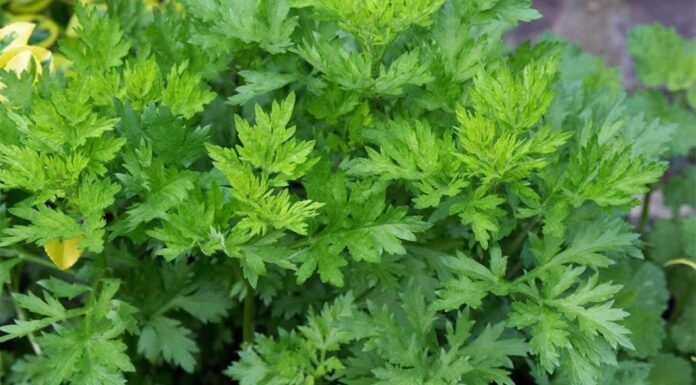 The Ultimate Guide to 5 Natural Pain Relievers Hiding in Your Kitchen and Garden: Say Goodbye to Back Pain!