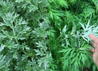 The Ancient Wisdom: ‘Plant Wormwood in Front of Your House’ – Unveiling the Why Behind This Advice