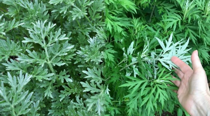 The Ancient Wisdom: ‘Plant Wormwood in Front of Your House’ – Unveiling the Why Behind This Advice