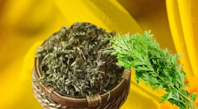 The Power of Scent: Unlocking Good Fortune with Three Fragrant Secrets for the Lunar New Year