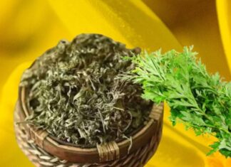 Why Did Our Ancestors Recommend Planting Wormwood in Front of the House? The Significance of Wormwood That Many Are Unaware of.
