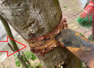 The Trees of Fortune: A Legacy of Prosperity.