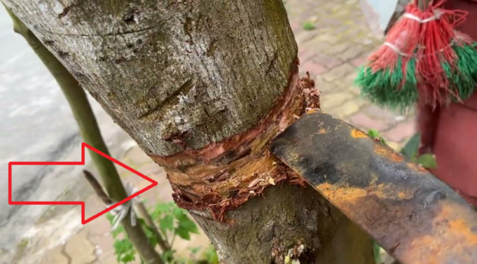 The Trees of Fortune: A Legacy of Prosperity.