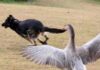 Why Do Animals Fear Geese? Even Snakes Have to “Beat a Retreat”