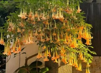 The Power of Flowers: Unlocking Prosperity and Fortune.