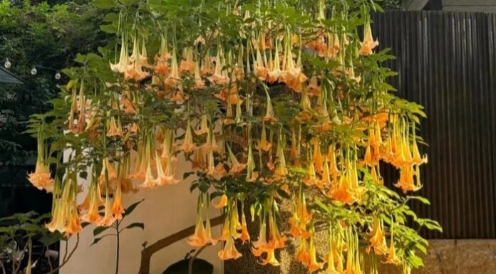 The Power of Flowers: Unlocking Prosperity and Fortune.