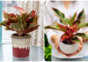 What Are the Luckiest and Most Auspicious Houseplants for Earth-Element Individuals?