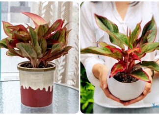 What Are the Luckiest and Most Auspicious Houseplants for Earth-Element Individuals?