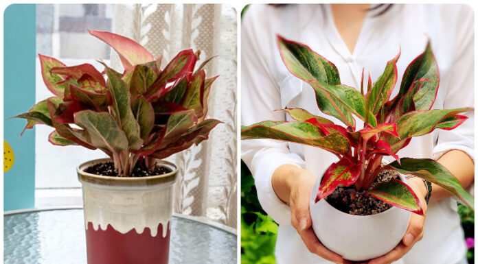 What Are the Luckiest and Most Auspicious Houseplants for Earth-Element Individuals?