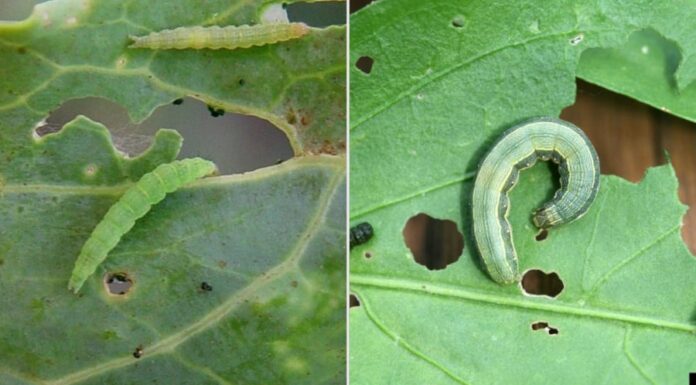 The Ultimate Guide to Natural Pest Control: 7 Ingredients to Know for a Pest-Free, Healthy Garden