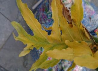 The Secret to Reviving Your Silver Leaf: A Guide to Reversing Yellowing in Your String of Hearts Plant