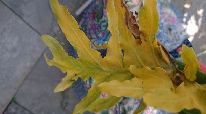 The Secret to Reviving Your Silver Leaf: A Guide to Reversing Yellowing in Your String of Hearts Plant