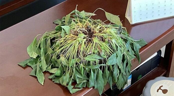 The House Detox: 7 Things to Get Rid of Now for a Clutter-Free and Harm-Free Home