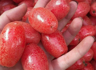 The Ultimate Hack for the Perfectly Ripe, Delicious Berries – A Tasty Treat Without the Hassle.